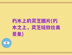 朽木上的灵芝图片(朽木之上，灵芝绽放壮美景象)
