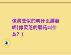 像灵芝似的叫什么蘑菇呢(像灵芝的蘑菇叫什么？)