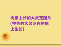 树根上长的大灵芝图片(神奇的大灵芝在树根上生长)