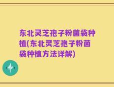 东北灵芝孢子粉菌袋种植(东北灵芝孢子粉菌袋种植方法详解)