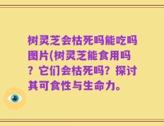 树灵芝会枯死吗能吃吗图片(树灵芝能食用吗？它们会枯死吗？探讨其可食性与生命力。