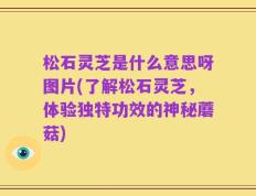 松石灵芝是什么意思呀图片(了解松石灵芝，体验独特功效的神秘蘑菇)
