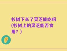 杉树下长了灵芝能吃吗(杉树上的灵芝能否食用？)
