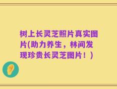 树上长灵芝照片真实图片(助力养生，林间发现珍贵长灵芝图片！)