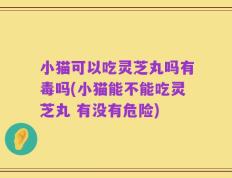 小猫可以吃灵芝丸吗有毒吗(小猫能不能吃灵芝丸 有没有危险)