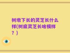 树墩下长的灵芝长什么样(树底灵芝长啥模样？)