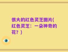 很大的红色灵芝图片(红色灵芝：一朵神奇的花？)