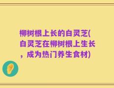 柳树根上长的白灵芝(白灵芝在柳树根上生长，成为热门养生食材)