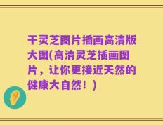 干灵芝图片插画高清版大图(高清灵芝插画图片，让你更接近天然的健康大自然！)