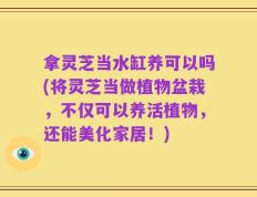 拿灵芝当水缸养可以吗(将灵芝当做植物盆栽，不仅可以养活植物，还能美化家居！)