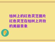 枯树上的红色灵芝图片红色灵芝在枯树上开放的美丽景象