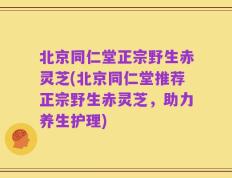 北京同仁堂正宗野生赤灵芝(北京同仁堂推荐正宗野生赤灵芝，助力养生护理)