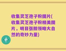 收集灵芝孢子粉图片(收集灵芝孢子粉精美图片，明目张胆领略大自然的奇妙力量)