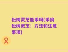 松树灵芝能采吗(采摘松树灵芝：方法和注意事项)