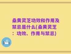 桑黄灵芝功效和作用及禁忌是什么(桑黄灵芝：功效、作用与禁忌)