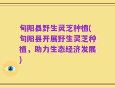 旬阳县野生灵芝种植(旬阳县开展野生灵芝种植，助力生态经济发展)