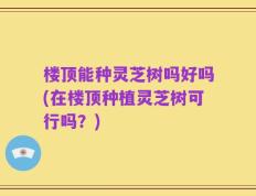 楼顶能种灵芝树吗好吗(在楼顶种植灵芝树可行吗？)
