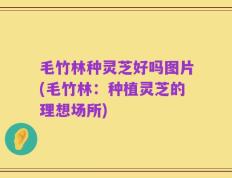 毛竹林种灵芝好吗图片(毛竹林：种植灵芝的理想场所)