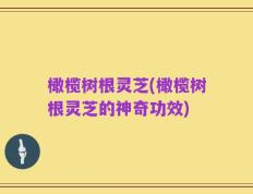 橄榄树根灵芝(橄榄树根灵芝的神奇功效)