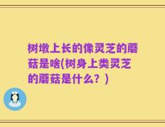树墩上长的像灵芝的蘑菇是啥(树身上类灵芝的蘑菇是什么？)