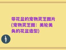 带花盆的宠物灵芝图片(宠物灵芝图：美轮美奂的花盆造型)