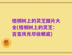 梧桐树上的灵芝图片大全(梧桐树上的灵芝：百变风光尽收眼底)