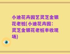 小迪花卉园艺灵芝金银花老桩(小迪花卉园：灵芝金银花老桩丰收现场)