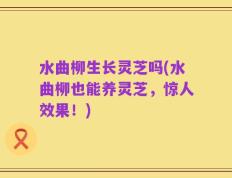水曲柳生长灵芝吗(水曲柳也能养灵芝，惊人效果！)