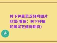 林下种黑灵芝好吗图片欣赏(看图：林下种植的黑灵芝值得期待)