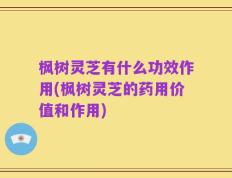 枫树灵芝有什么功效作用(枫树灵芝的药用价值和作用)