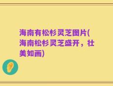 海南有松杉灵芝图片(海南松杉灵芝盛开，壮美如画)