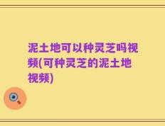 泥土地可以种灵芝吗视频(可种灵芝的泥土地视频)