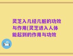灵芝入几经几脏的功效与作用(灵芝进入人体能起到的作用与功效