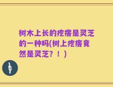 树木上长的疙瘩是灵芝的一种吗(树上疙瘩竟然是灵芝？！)