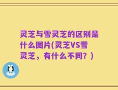 灵芝与雪灵芝的区别是什么图片(灵芝VS雪灵芝，有什么不同？)