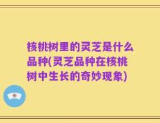 核桃树里的灵芝是什么品种(灵芝品种在核桃树中生长的奇妙现象)