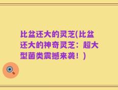 比盆还大的灵芝(比盆还大的神奇灵芝：超大型菌类震撼来袭！)
