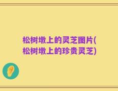 松树墩上的灵芝图片(松树墩上的珍贵灵芝)