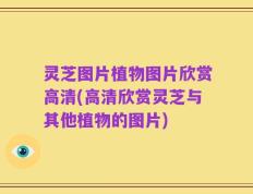 灵芝图片植物图片欣赏高清(高清欣赏灵芝与其他植物的图片)