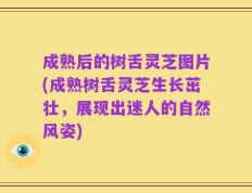 成熟后的树舌灵芝图片(成熟树舌灵芝生长茁壮，展现出迷人的自然风姿)