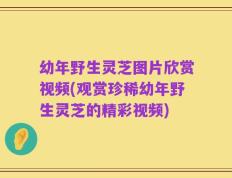 幼年野生灵芝图片欣赏视频(观赏珍稀幼年野生灵芝的精彩视频)