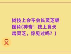 树枝上会不会长灵芝呢图片(神奇！枝上竟长出灵芝，你见过吗？)