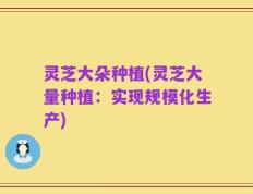 灵芝大朵种植(灵芝大量种植：实现规模化生产)