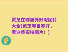 灵芝在哪里养好呢图片大全(灵芝哪里养好，看这些实拍图片！)
