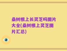 桑树根上长灵芝吗图片大全(桑树根上灵芝图片汇总)