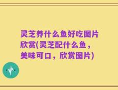 灵芝养什么鱼好吃图片欣赏(灵芝配什么鱼，美味可口，欣赏图片)