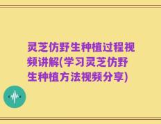 灵芝仿野生种植过程视频讲解(学习灵芝仿野生种植方法视频分享)
