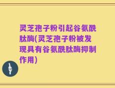 灵芝孢子粉引起谷氨酰肽酶(灵芝孢子粉被发现具有谷氨酰肽酶抑制作用)