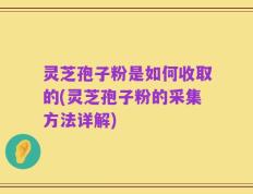 灵芝孢子粉是如何收取的(灵芝孢子粉的采集方法详解)