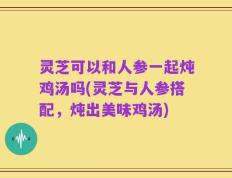 灵芝可以和人参一起炖鸡汤吗(灵芝与人参搭配，炖出美味鸡汤)